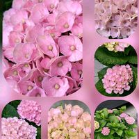 アザレア,アジサイ,山紫陽花,イモカタバミの画像