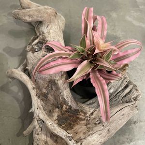 クリプタンサス,観葉植物,流木,ついついついで買いの画像