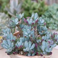 万宝,万宝,多肉植物,多肉植物寄せ植え,セネシオ属の画像