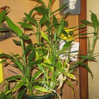 ミリオンバンブー,ドラセナ・サンデリアーナ,富貴竹,観葉植物,インテリアグリーンの画像