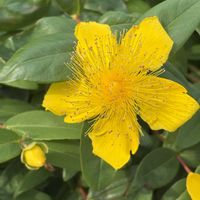 キンセンカ,キンセンカ,枝豆,セイヨウキンシバイ（ヒペリカム・カリシナム）,セイヨウキンシバイ（ヒペリカム・カリシナム）の画像