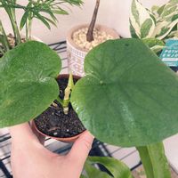 ポトス,ウンベラータ,観葉植物,新芽,植物のある暮らしの画像