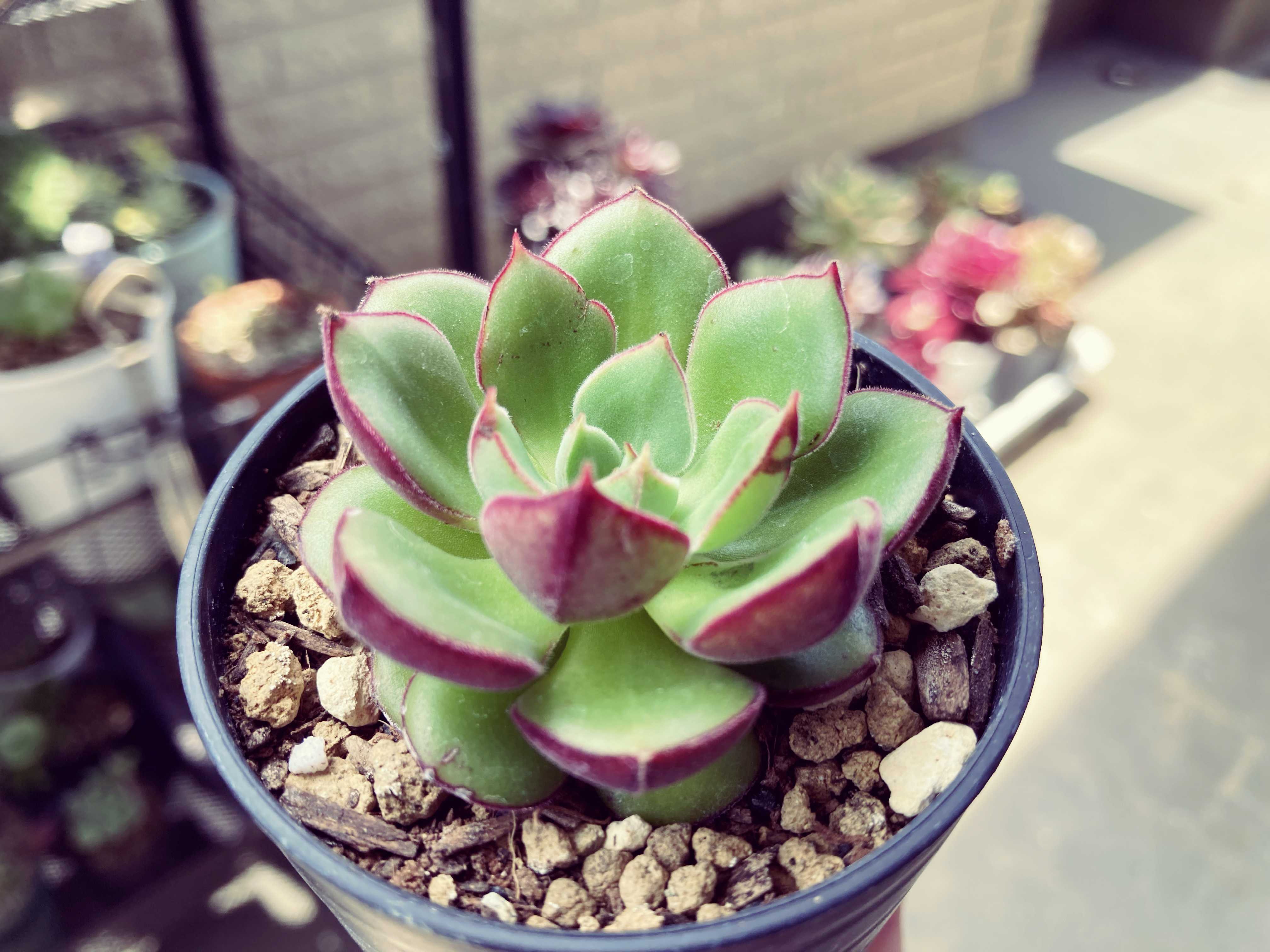 多肉植物　⭐️⭐️⭐️  ジョアンダニエル　抜き苗 多肉植物 ジョアンダニエル 抜き苗 ジョアンダニエル – 多肉植物