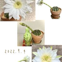 サボテン,刺無短毛丸,開花,サボテンの花,白い花の画像
