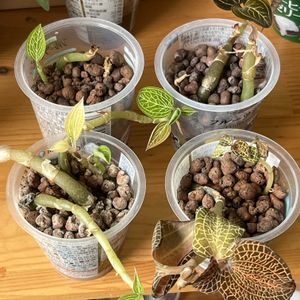 ジュエル・オーキッド,ルディシア ディスカラー,アネクトキルス,観葉植物,ハイドロカルチャーの画像