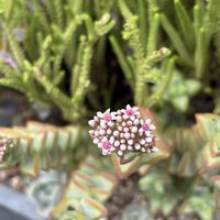 愛星,クラッスラ属,多肉寄せ植え,多肉の花,多肉植物のある暮らしの画像