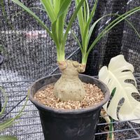 トックリラン,ノリナの画像
