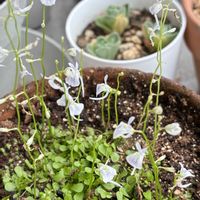 ウサギゴケ,小さな庭から,食虫植物　ウサギゴケの画像