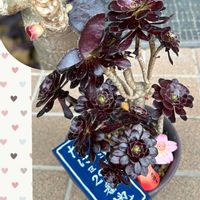 ヒメツルソバ,黒法師,ハオルチア,丸葉万年草,あじさいの画像