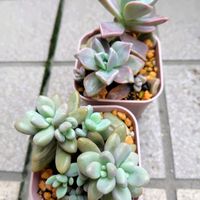 朧月,シロボタンの画像