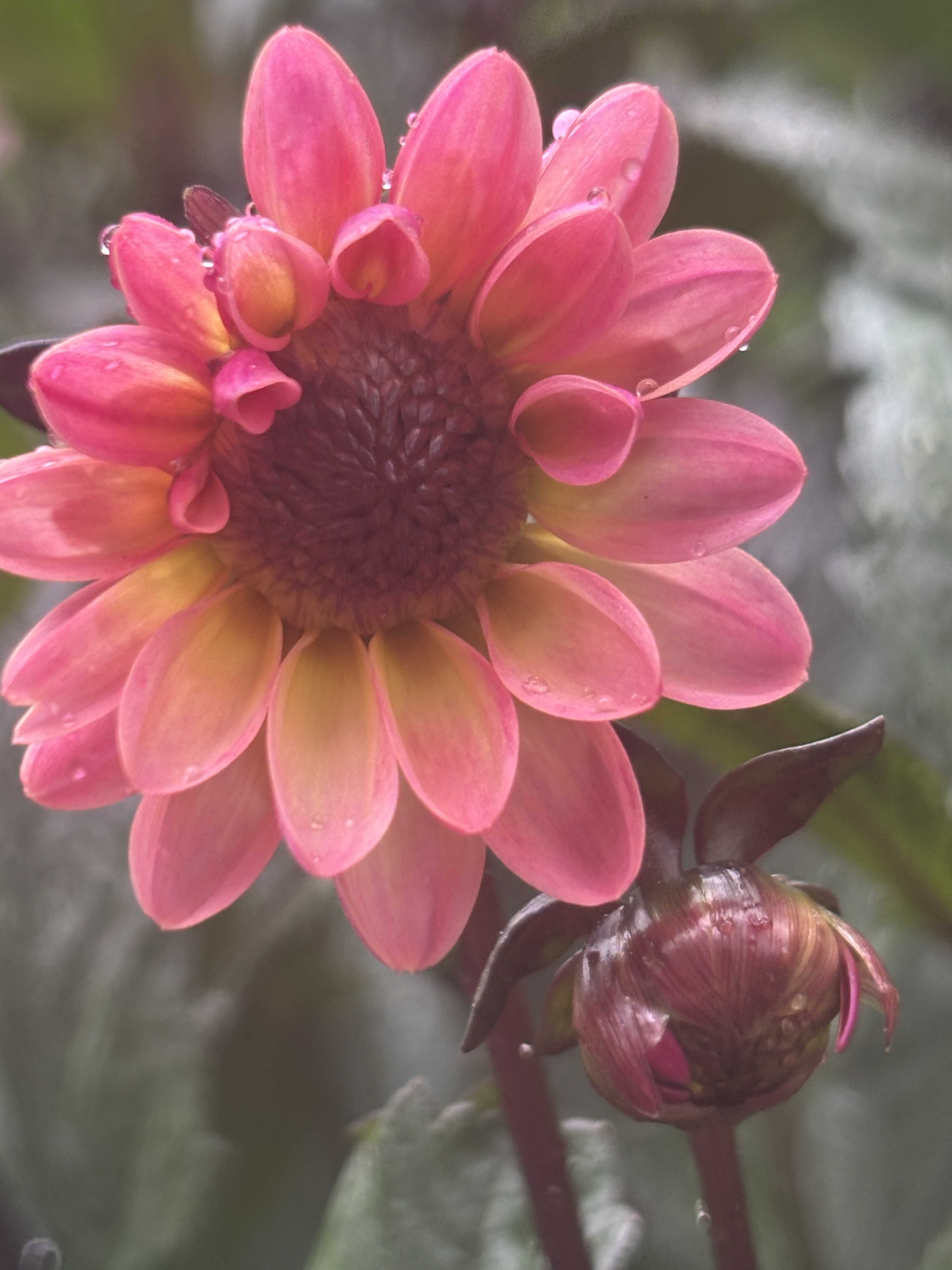 銅葉プチダリア ピーチラバーズ②ポット苗木村園芸 特定記録付き発送