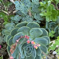 黒法師,七福神,地植え黒法師,地植え多肉,地植え七福神の画像