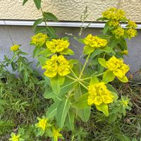 ユーフォルビア ポリクロマの画像