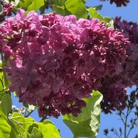ナナカマド,ナナカマド,ライラック,ライラック,八重桜の画像