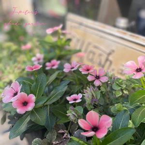 ニチニチソウ モネ,北島園芸オリジナルビンカ,寄せ植え,ナチュラルガーデン,ジャンクガーデンの画像