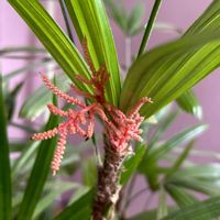 カンノンチク,カンノンチク,ヤシ科,風水,須磨の画像