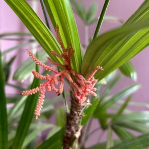 カンノンチク,カンノンチク,ヤシ科,風水,日向と須磨の画像