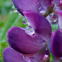 ルピナス,紫の花,水滴,✳️雫好き❤️,庭の画像