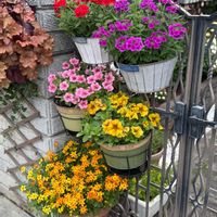 ビーダンス,サカタのタネ,花手毬～絢～,サントリー フラワーズ,サフィニアパルフェの画像