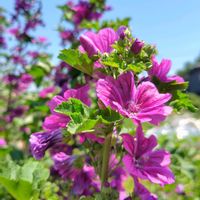 コモンマロウ,リシマキア・ペルシアンチョコレート,甲州小梅,甲州小梅,オノマンネングサの画像