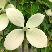 ヤマボウシの画像