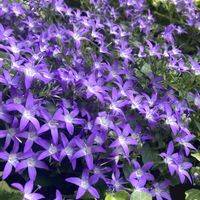 キングサリ,ニオイバンマツリ,カンパニュラ アルペンブルー,バラ・ミニバラの画像