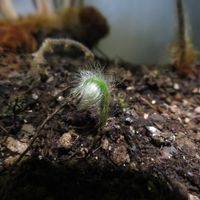 タカワラビ,キンモウコウ,観葉植物,新芽,癒しの画像