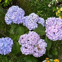 アジサイ,ワスレナグサ,花のある暮らし,こぼれ種っ子,かわゆいの画像