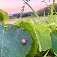 アジサイ,夕暮れ時,もやし,カタツムリ,ラーメンの画像