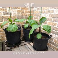 とげなし千両二号,初心者,ベランダ菜園,家庭菜園初心者,家庭菜園の画像