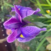 ハナショウブの画像