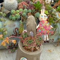 黒法師,センポニウム　ダイヤモンド,セダム 花火,セダム属,アエオニウム属の画像