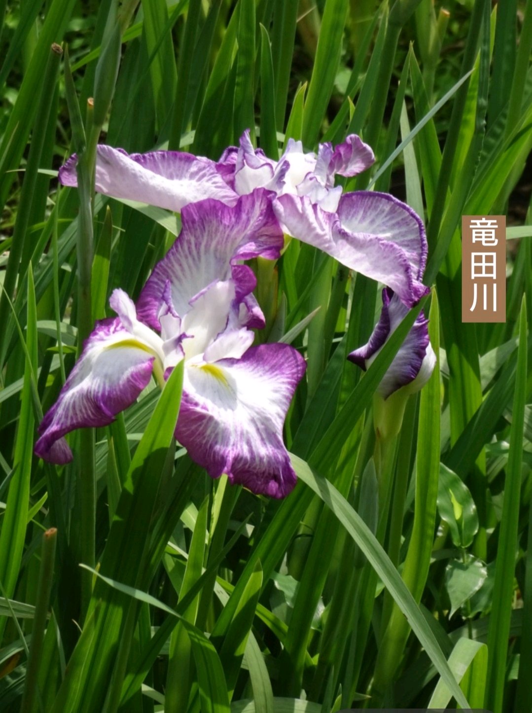 堀切菖蒲園の花菖蒲✾1江戸古花｜🍀GreenSnap（グリーンスナップ）
