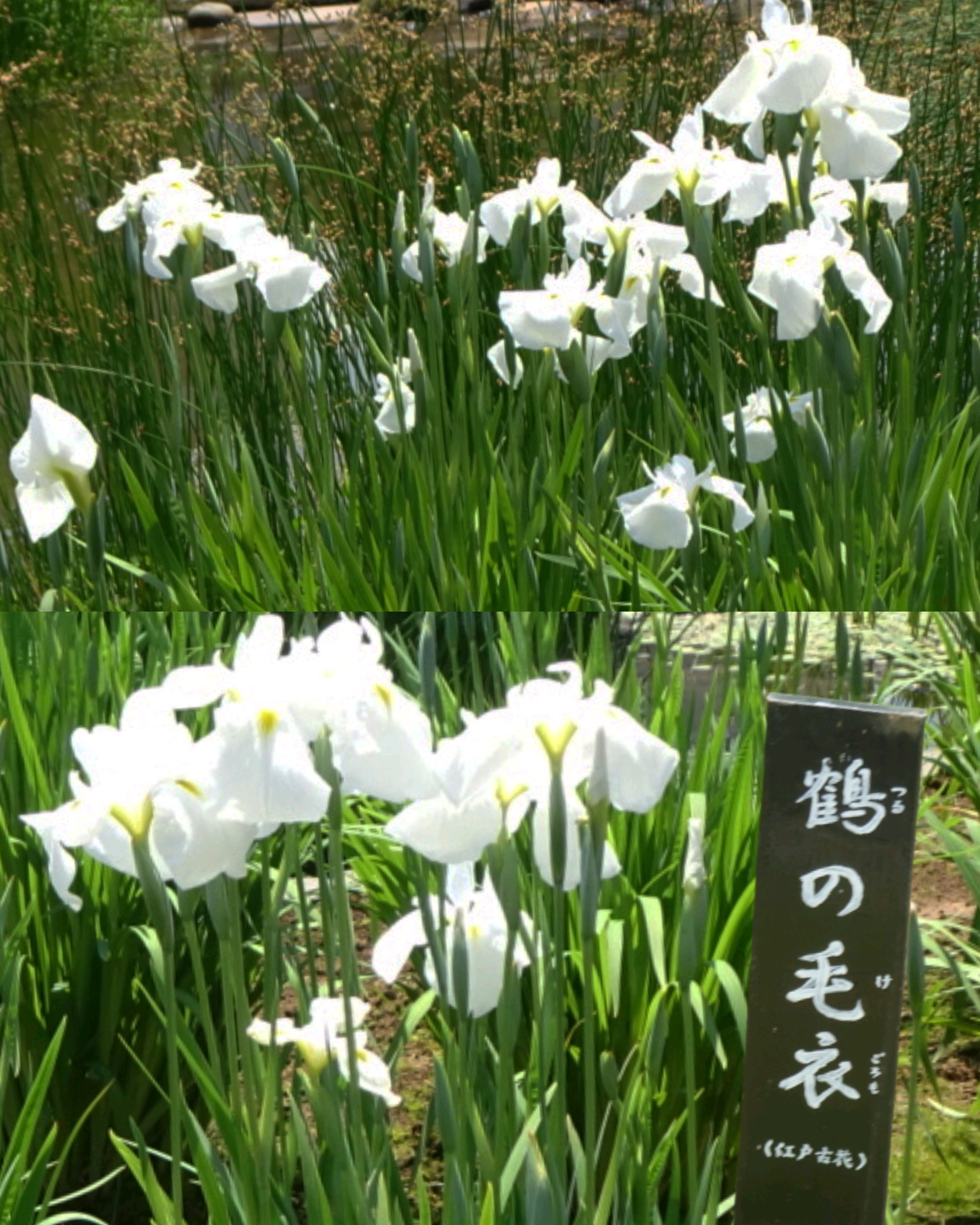 堀切菖蒲園の花菖蒲✾1江戸古花｜🍀GreenSnap（グリーンスナップ）