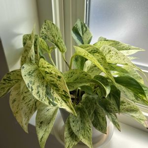 ポトスマーブルクイーン,観葉植物,お風呂の画像