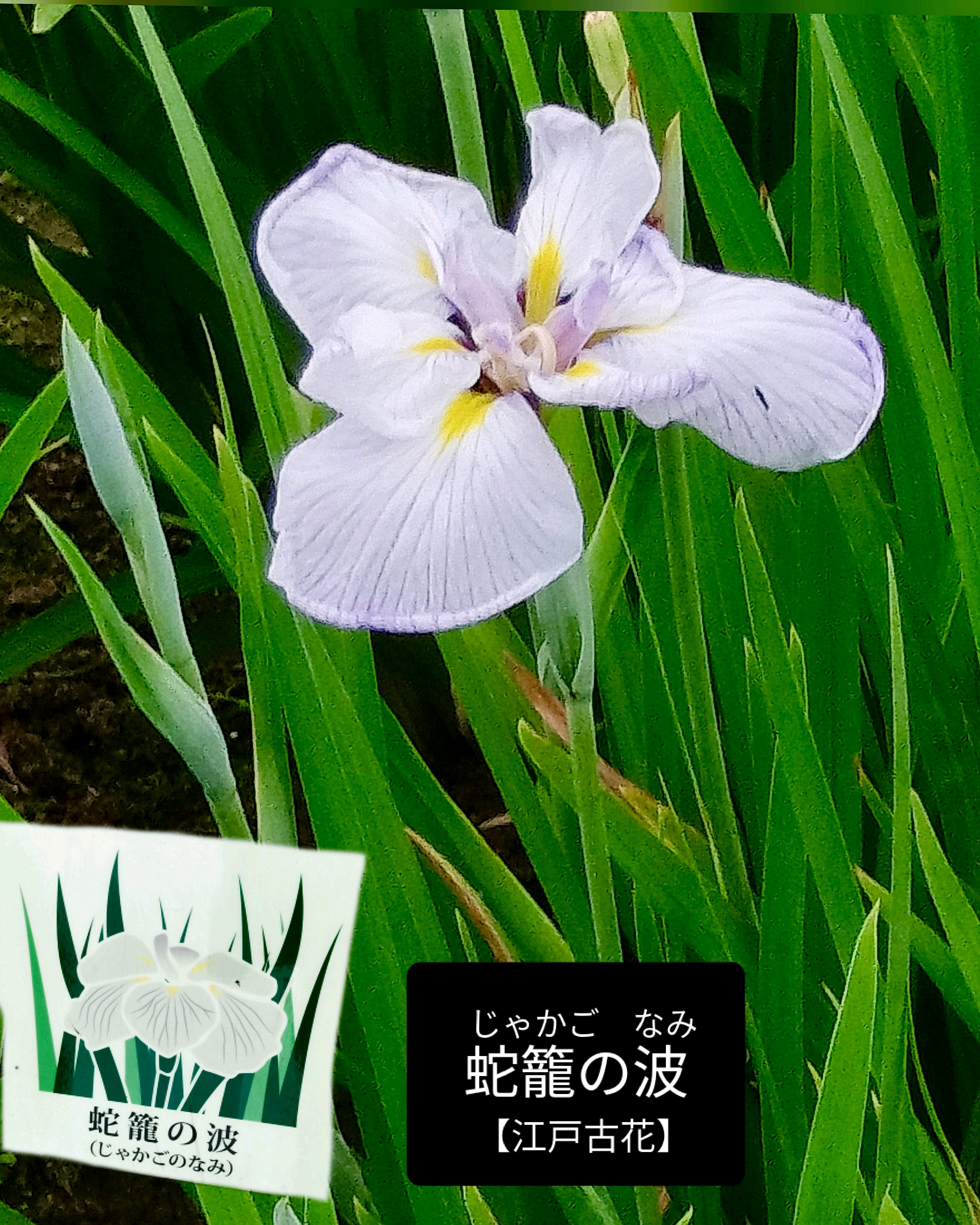 堀切菖蒲園の花菖蒲✾1江戸古花｜🍀GreenSnap（グリーンスナップ）