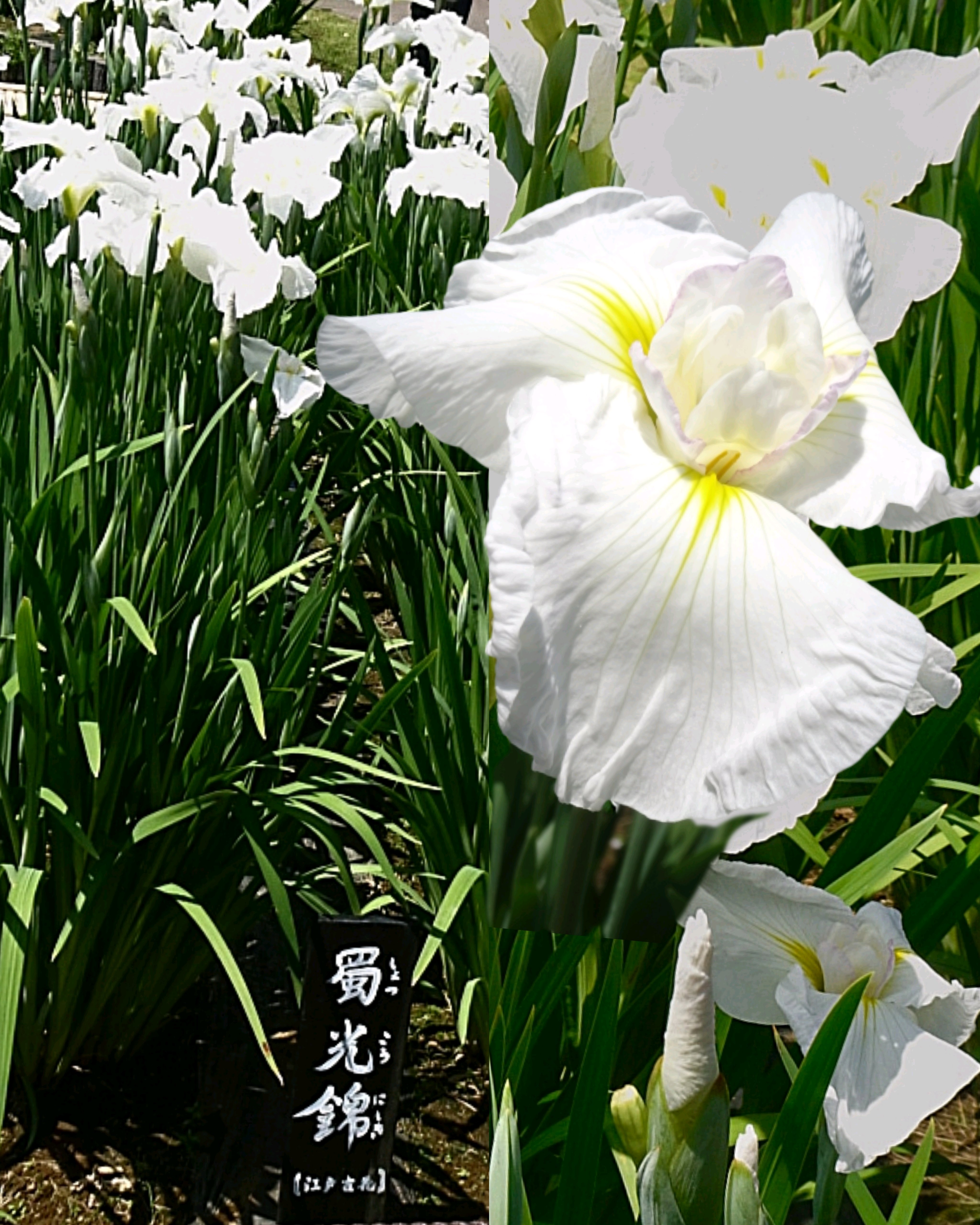 堀切菖蒲園の花菖蒲✾1江戸古花｜🍀GreenSnap（グリーンスナップ）