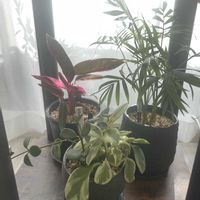 テーブルヤシ,テーブルヤシ,ペペロニア,ペペロニア,ストロマンテ・トリオスターの画像