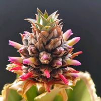 パイナップル,パイナップルの花。,パイナップル∗,パイナップル成長記録,再生栽培の画像