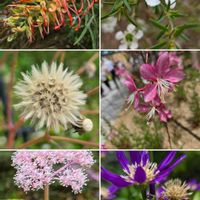 アジサイ,ウツボグサ,ガウラ,コバノズイナ,シルバープリペットの画像