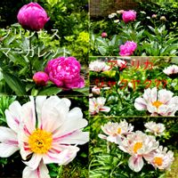 鉢植え,花言葉,山野草,花のある暮らし,われら17年組の画像