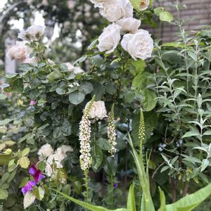 クレマチス,バーバスカム,スイトピー,バラ　パブロワ,ピンクの花の画像