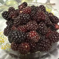 ブラックベリー,果実,マイガーデン,スムージー,おうち園芸の画像