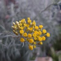 カレープラント,イモーテル,ベランダガーデン,花のある暮らし,ベランダの画像