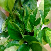 ポトス,観葉植物,お気に入り,グリーンのある暮らし,植中毒の画像