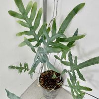 フレボディウム ブルースター,フレボディウム　オーレウム　ブルースター,観葉植物,植え替え,シダ植物の画像