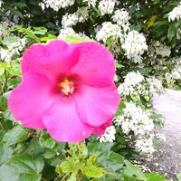 フヨウ,出かけ先の画像