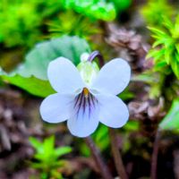 スミレ,山野草,野草,登山,季節の花の画像