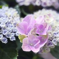 アジサイ,挿し木,ボランティア花壇,ベランダの画像