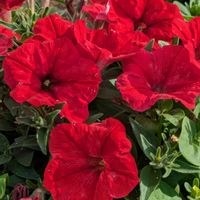 ペチュニア,マツバギク,オタフクナンテン,宿根 ガザニア,道の駅の画像